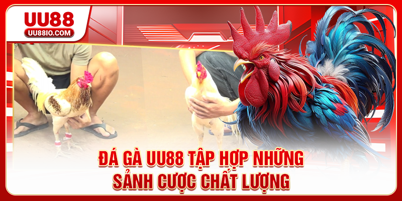 Đá Gà UU88 tập hợp những sảnh cược chất lượng