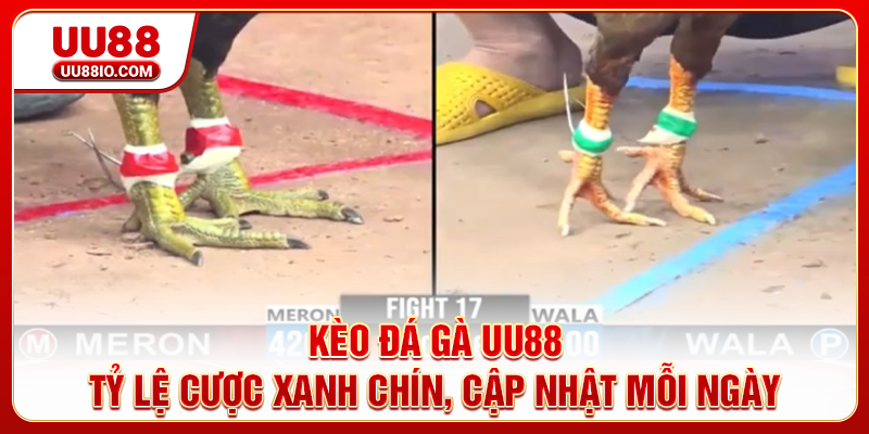 Kèo đá gà UU88