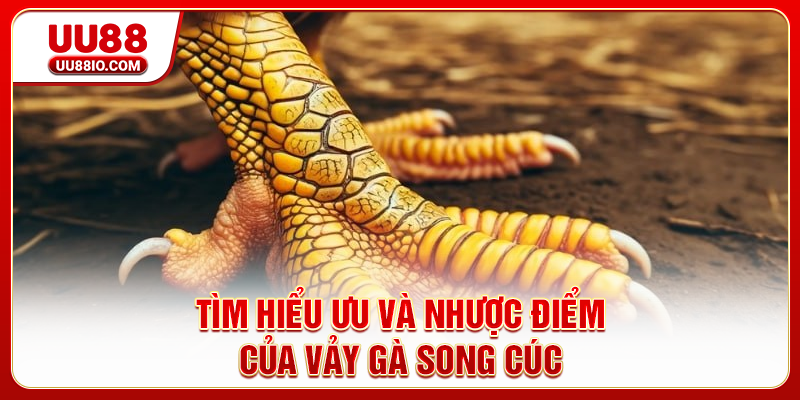Tìm hiểu ưu và nhược điểm của vảy gà Song Cúc