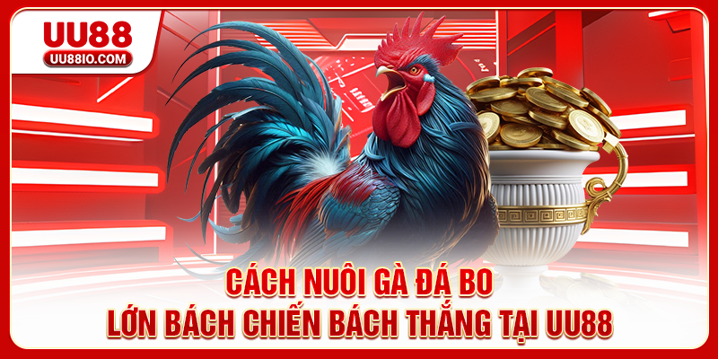 Cách nuôi gà đá bo lớn
